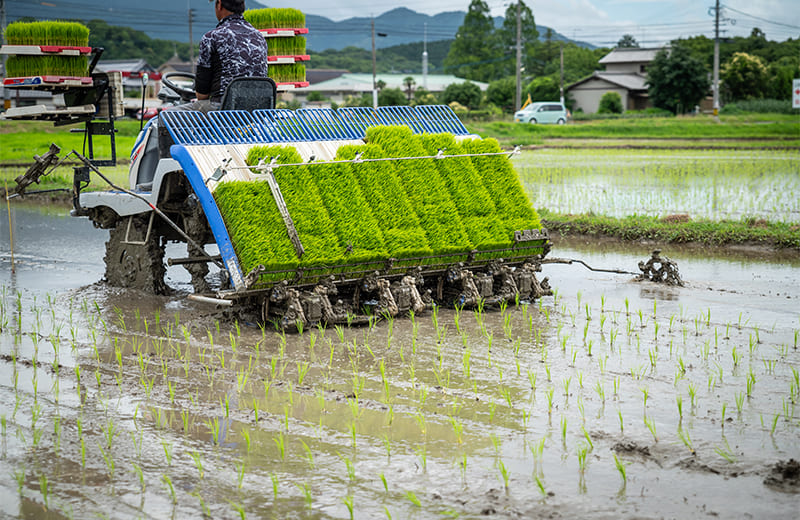 田植え